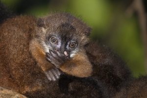 Lemur červenobřichý